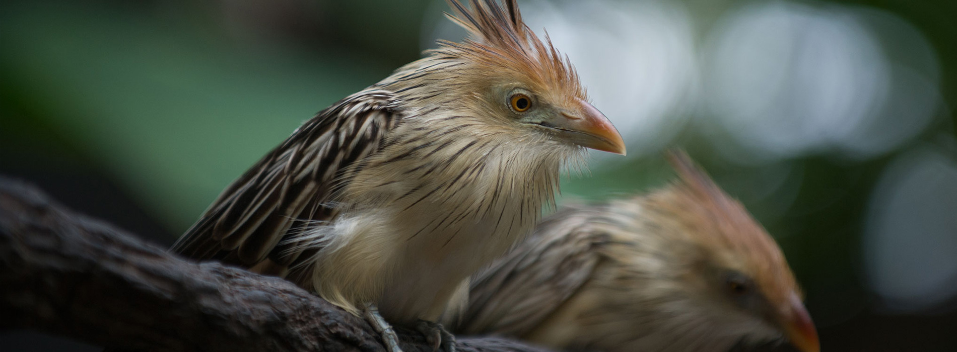 Guira Cuckoo