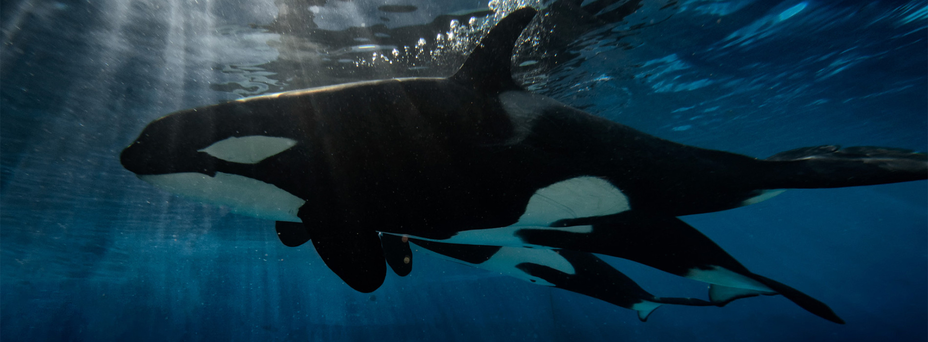 Killer Whales