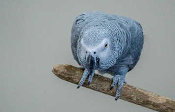 African Gray Parrot