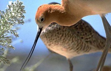 American Avocet