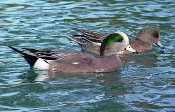 American Wigeon