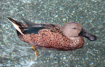 Argentine Red Shoveler
