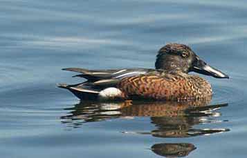 Australian Shoveler