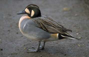 Baikal Teal