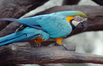 Blue and Gold Macaw