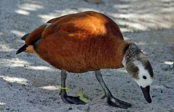 Cape shell duck