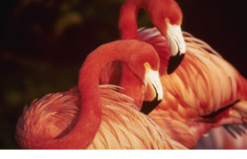 Caribbean Flamingo