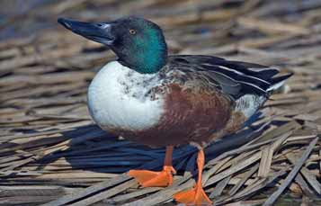 Common shoveler