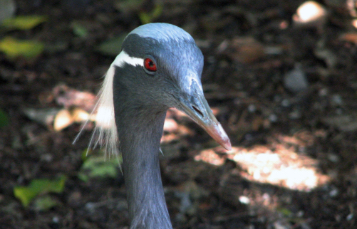 Demoiselle Crane