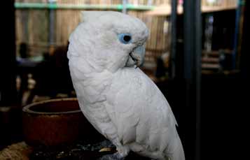 Ducorps Cockatoo