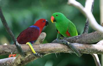 Grand eclectus parrot