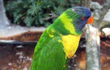 Edwards Lorikeet
