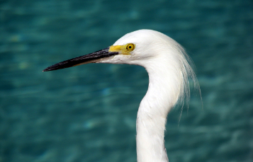 Egrets