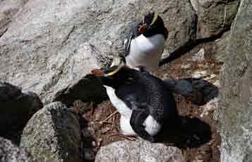 Erect Crested Penguin