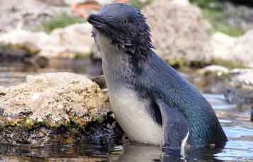 Fairy Penguin