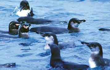 Galapagos Penguin