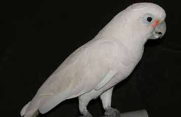 Goffin cockatoo