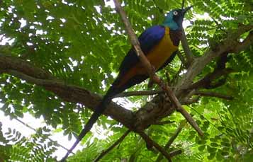 Golden breasted starling