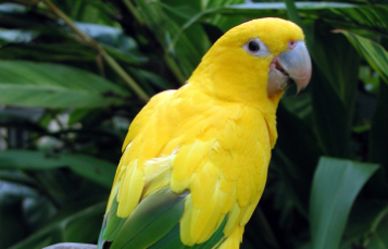 Golden Conure