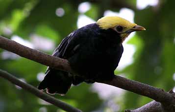 Golden crowned myna