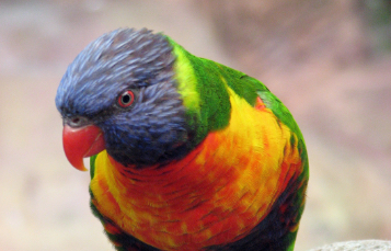 Green Naped Lory