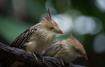 Guira Cuckoo