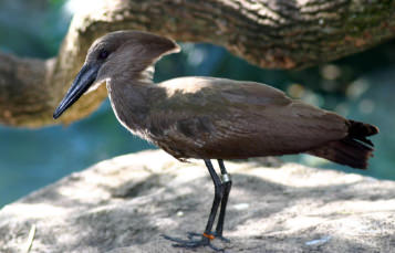 Hammerkop