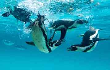 Humboldt Penguin