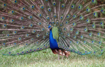 Indian Peafowl