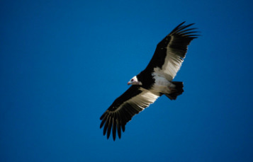 King Vulture