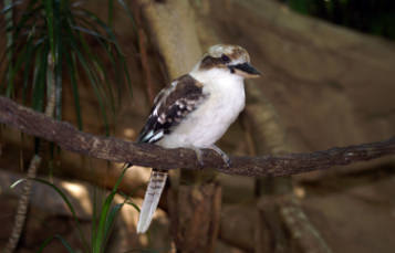 Laughing Kookaburra