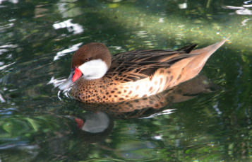 Lesser Bahama Pintail