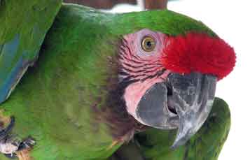 Military Macaw