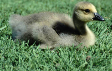 Magpie Goose
