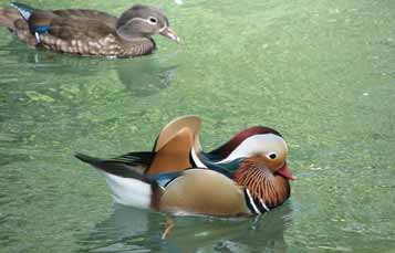 Mandarin Duck