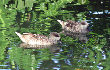 Marbled Teal