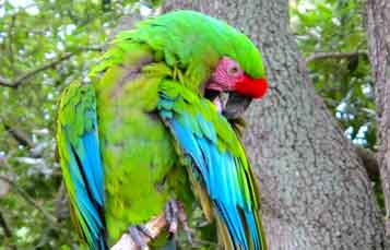 Mexican Military Macaw