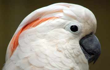 Moluccan cockatoo