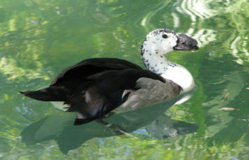 Old World Comb Duck
