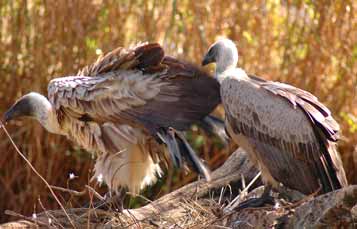 Old World Vultures
