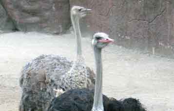 Ostrich
