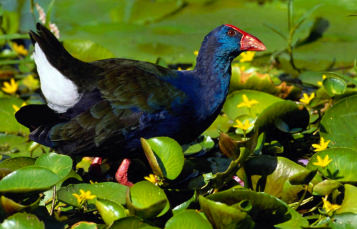 Purple Gallinule