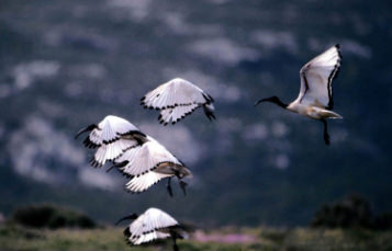 Sacred Ibis