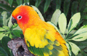 Sun Conure