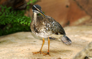 Sunbittern