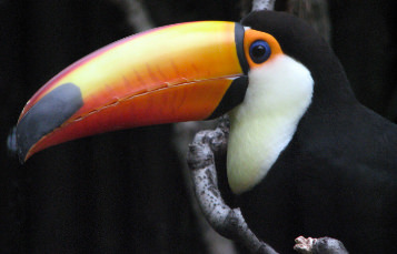 Toco Toucan