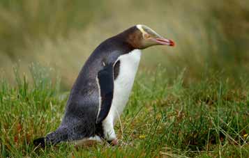 Yellow-eyed penguin