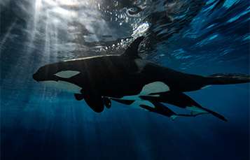 Killer Whales