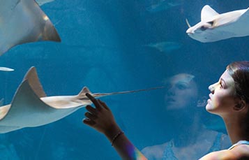 Girl points at swimming rays