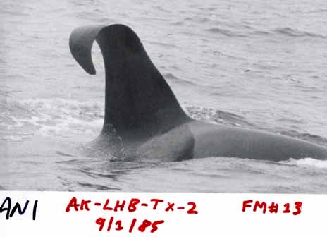 Wild killer whale dorsal fin